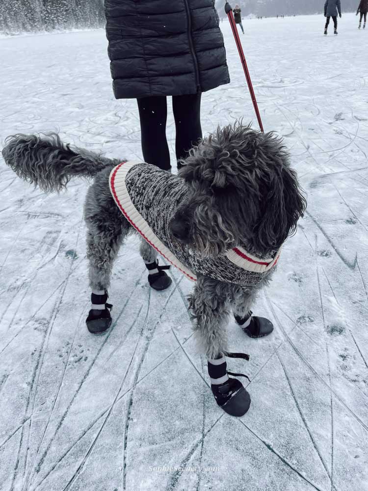 The Cutest Dog on Lake Louise | Banff Winter Travel Moments A fluffy gray dog wearing little winter boots and a knitted sweater standing on the frozen Lake Louise in Banff National Park during winter. Ice skaters and snowy mountains can be seen in the background, capturing a cute and magical winter moment in Canada.